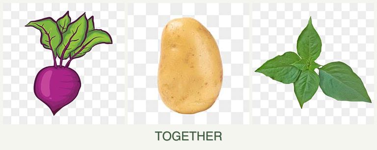 Can you plant beets, potatoes and basil together?