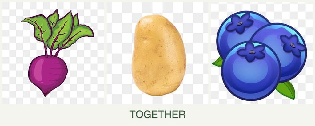 Can you plant beets, potatoes and blueberries together?