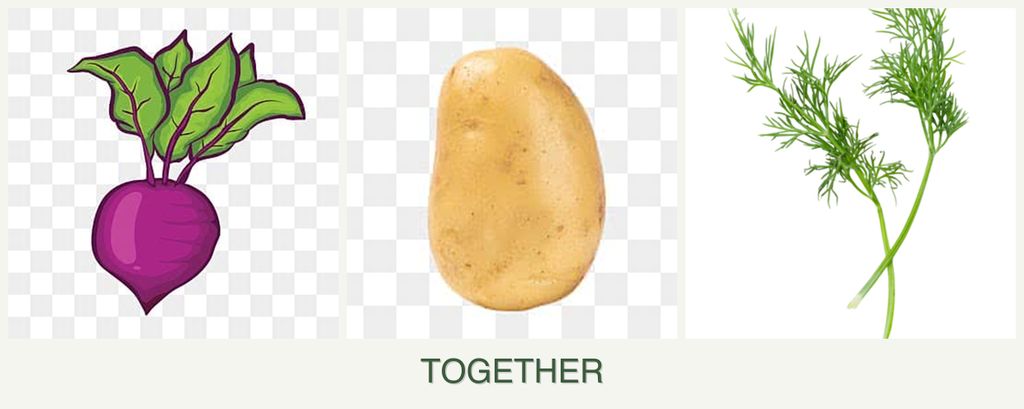 Can you plant beets, potatoes and dill together?