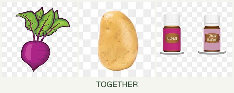 Can you plant beets, potatoes and geraniums together?