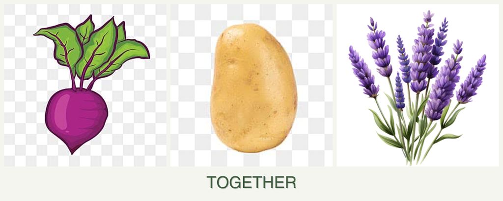 Can you plant beets, potatoes and lavender together?