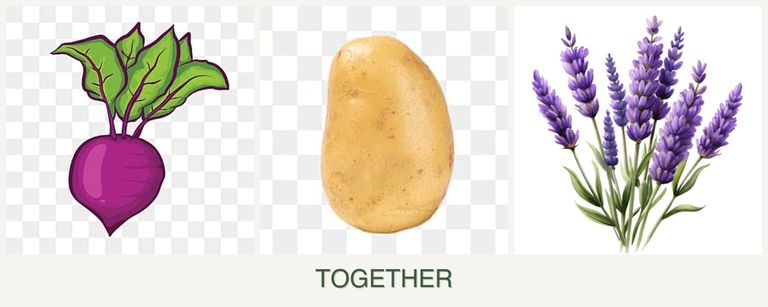 Can you plant beets, potatoes and lavender together?