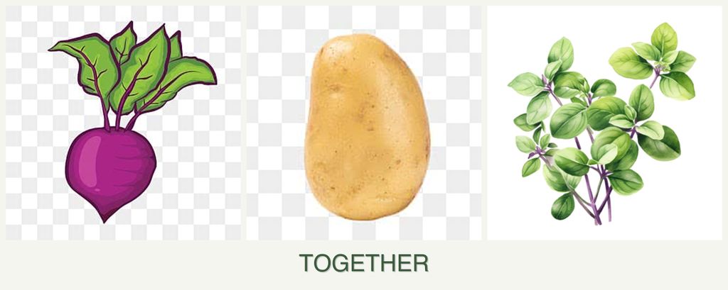 Can you plant beets, potatoes and oregano together?
