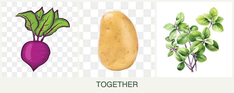 Can you plant beets, potatoes and oregano together?