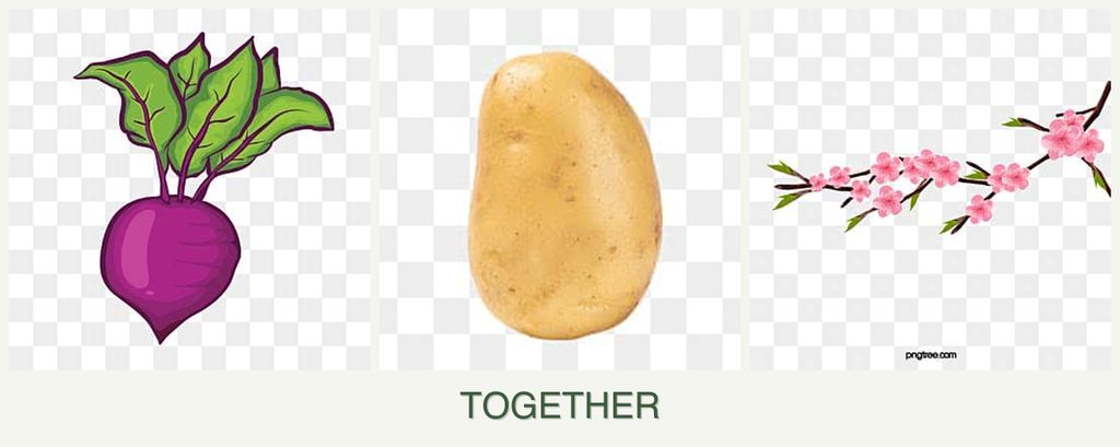 Can you plant beets, potatoes and peaches together?
