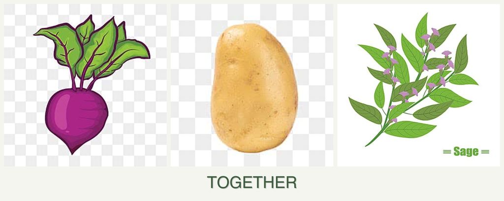Can you plant beets, potatoes and sage together?