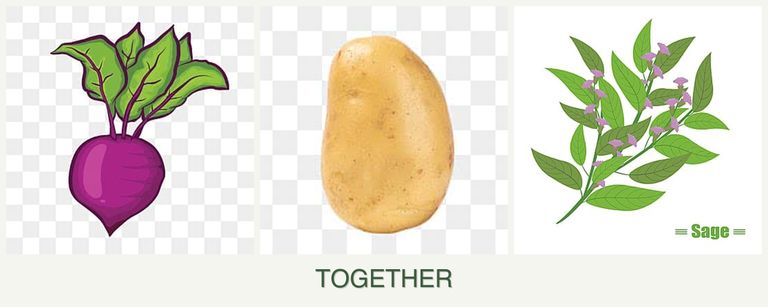Can you plant beets, potatoes and sage together?