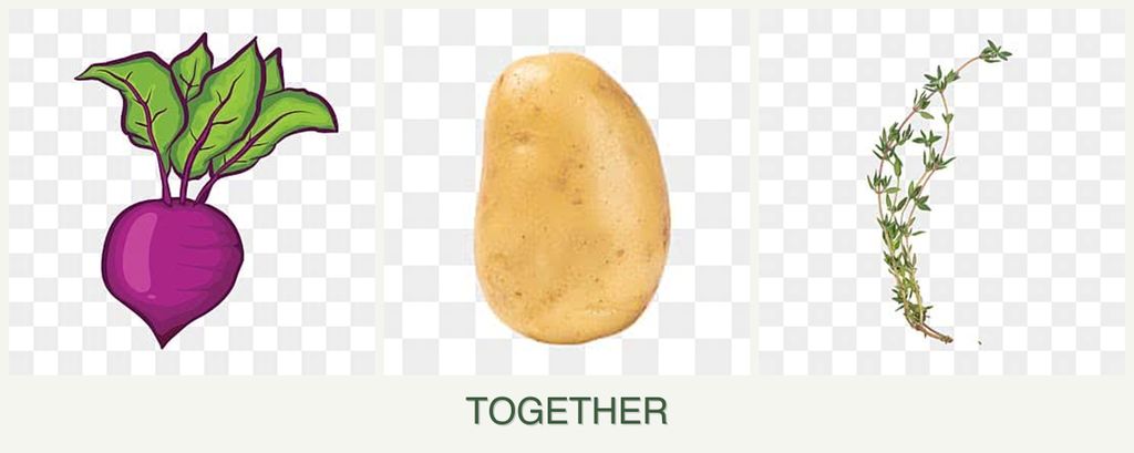 Can you plant beets, potatoes and thyme together?