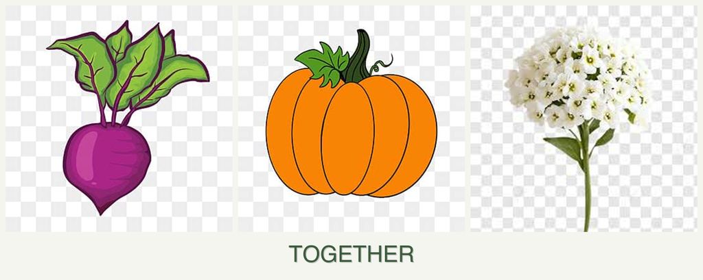 Can you plant beets, pumpkin and alyssum together?