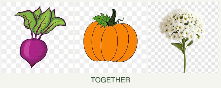 Can you plant beets, pumpkin and alyssum together?