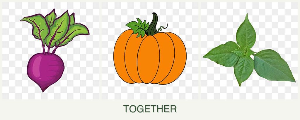 Can you plant beets, pumpkin and basil together?