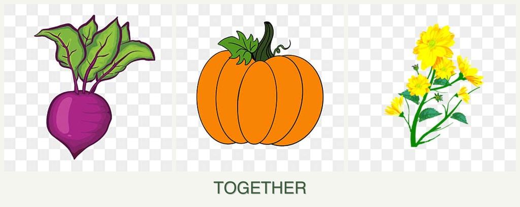 Can you plant beets, pumpkin and calendula together?