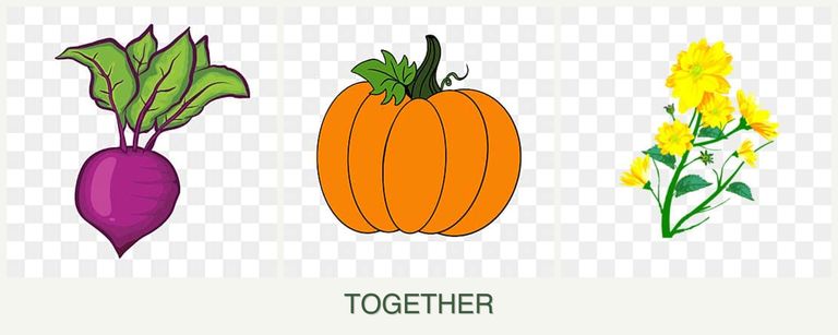Can you plant beets, pumpkin and calendula together?