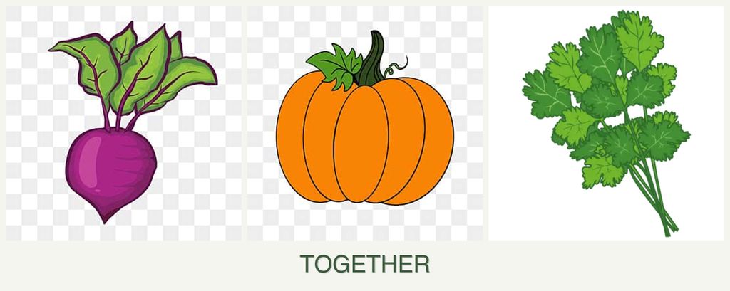 Can you plant beets, pumpkin and cilantro together?