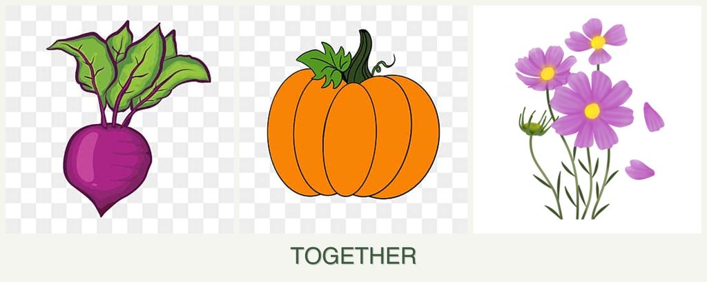 Can you plant beets, pumpkin and cosmos together?