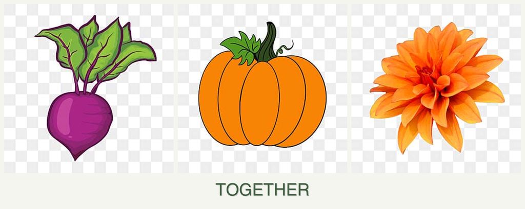 Can you plant beets, pumpkin and dahlias together?