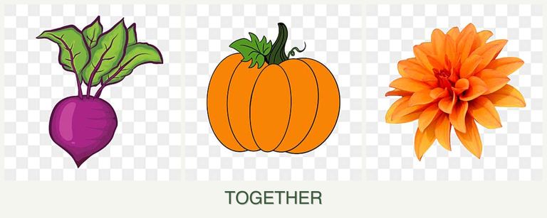Can you plant beets, pumpkin and dahlias together?