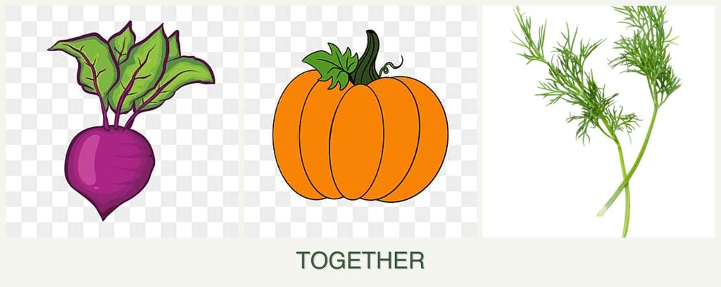 Can you plant beets, pumpkin and dill together?