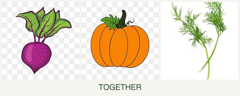 Can you plant beets, pumpkin and dill together?