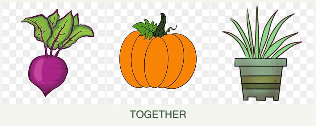 Can you plant beets, pumpkin and lemongrass together?