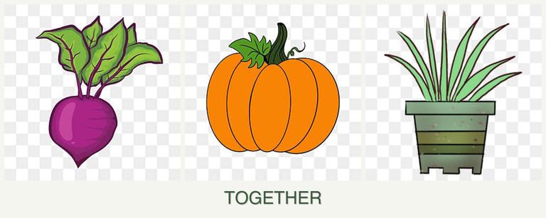 Can you plant beets, pumpkin and lemongrass together?