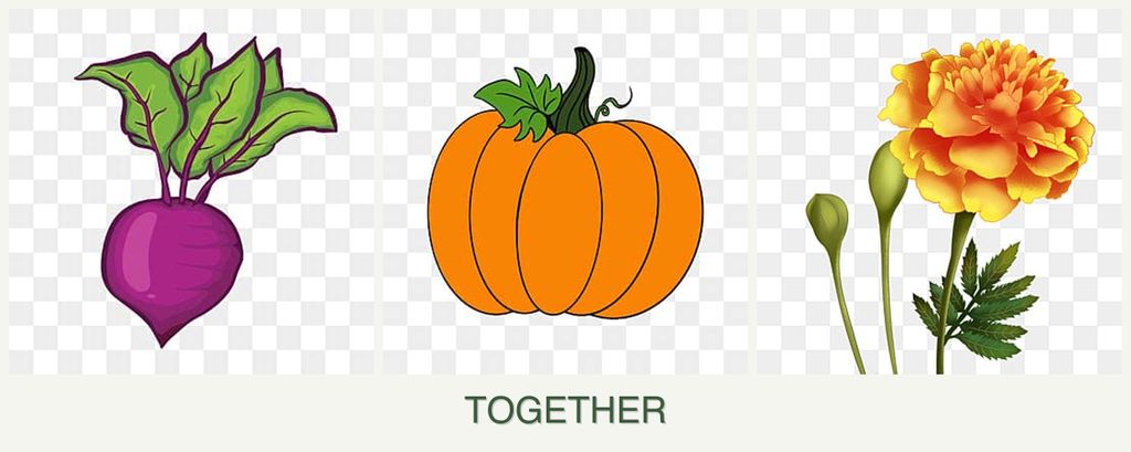 Can you plant beets, pumpkin and marigolds together?