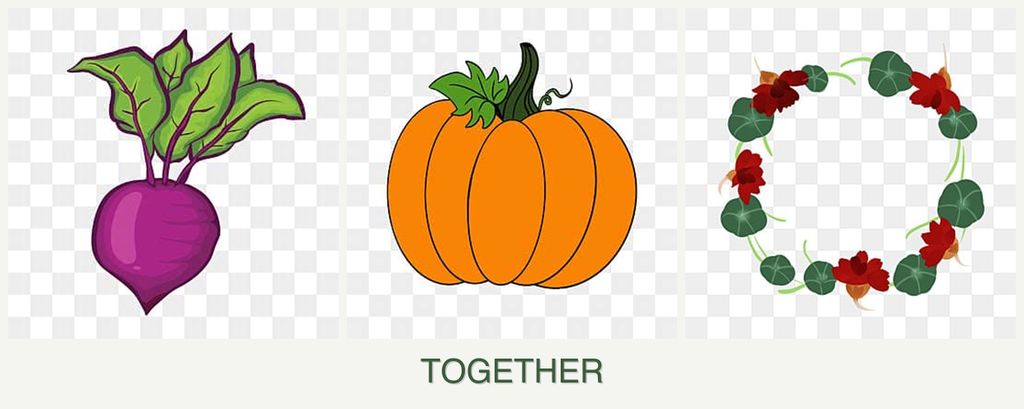 Can you plant beets, pumpkin and nasturtiums together?