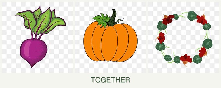 Can you plant beets, pumpkin and nasturtiums together?