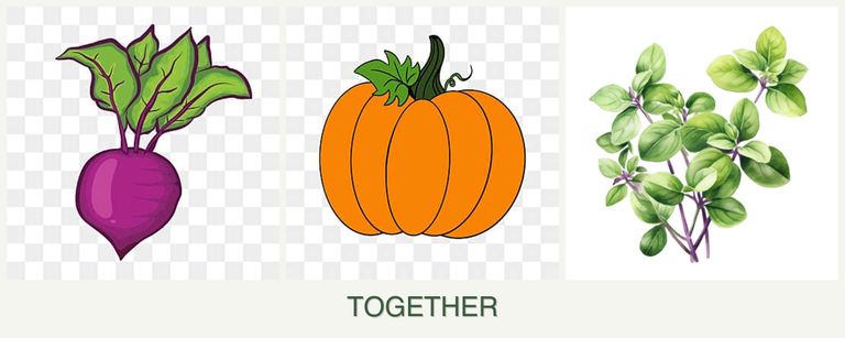 Can you plant beets, pumpkin and oregano together?