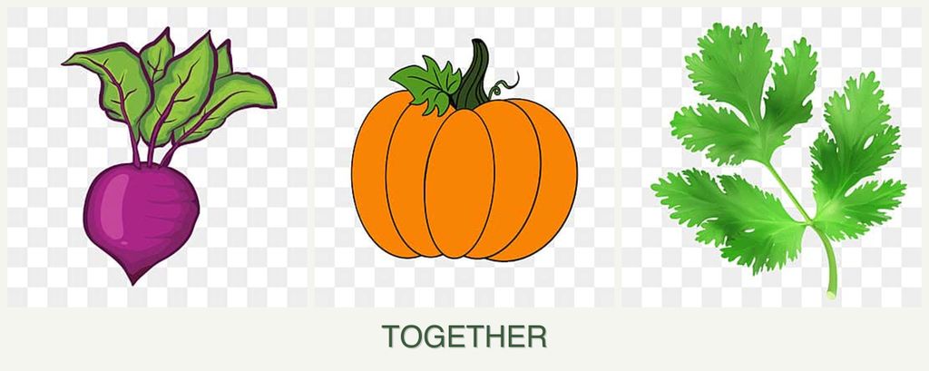 Can you plant beets, pumpkin and parsley together?