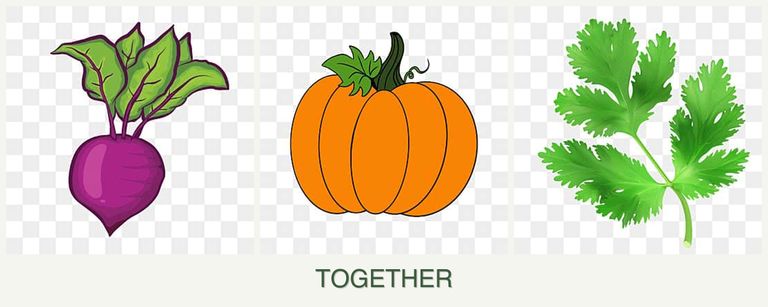 Can you plant beets, pumpkin and parsley together?