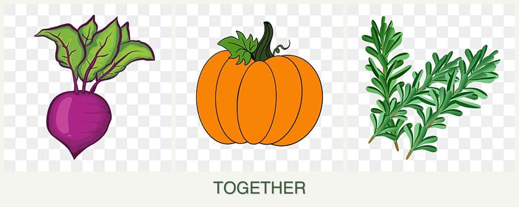 Can you plant beets, pumpkin and rosemary together?