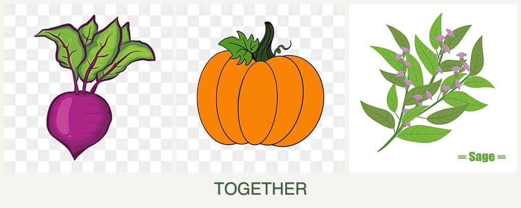 Can you plant beets, pumpkin and sage together?