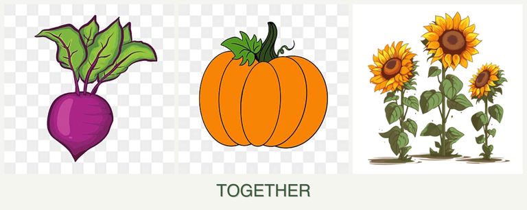 Can you plant beets, pumpkin and sunflowers together?