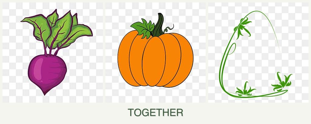 Can you plant beets, pumpkin and tarragon together?