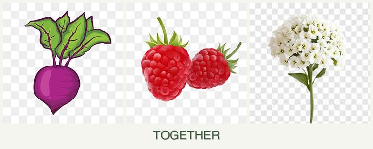Can you plant beets, raspberries and alyssum together?