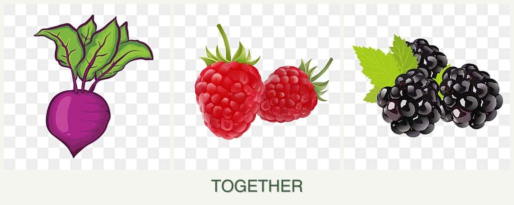 Can you plant beets, raspberries and blackberries together?