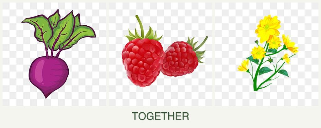 Can you plant beets, raspberries and calendula together?