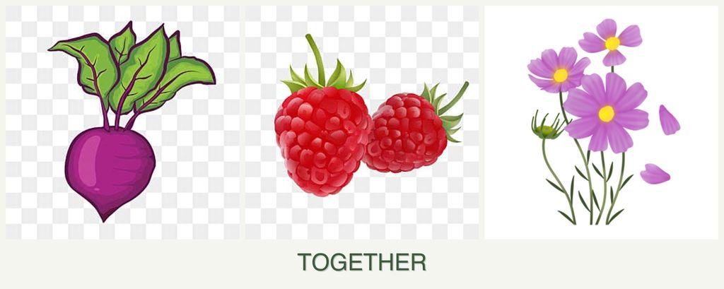 Can you plant beets, raspberries and cosmos together?
