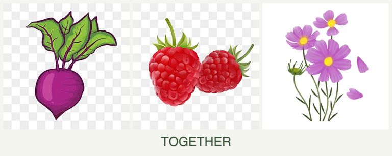 Can you plant beets, raspberries and cosmos together?