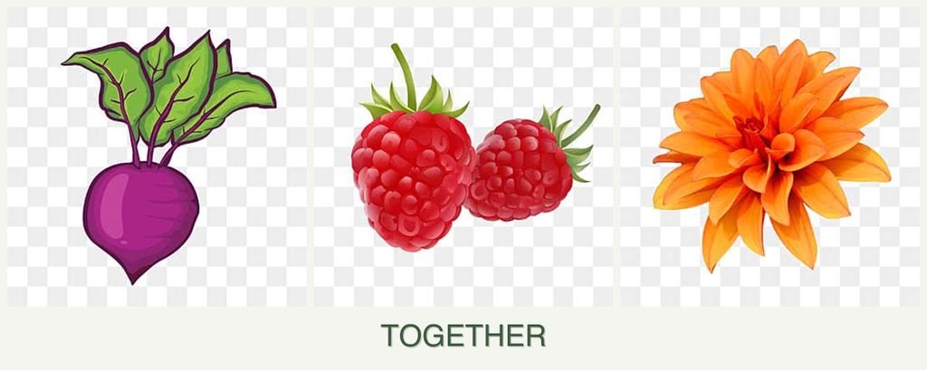 Can you plant beets, raspberries and dahlias together?