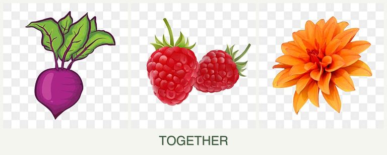 Can you plant beets, raspberries and dahlias together?