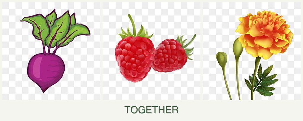 Can you plant beets, raspberries and marigolds together?