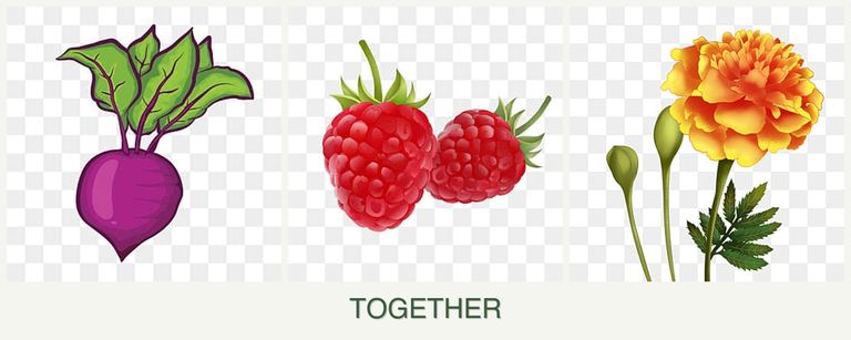 Can you plant beets, raspberries and marigolds together?