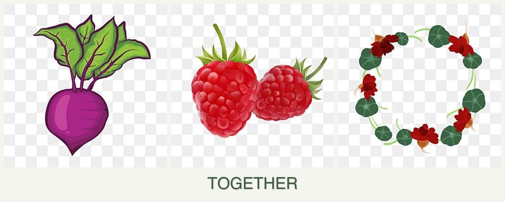 Can you plant beets, raspberries and nasturtiums together?