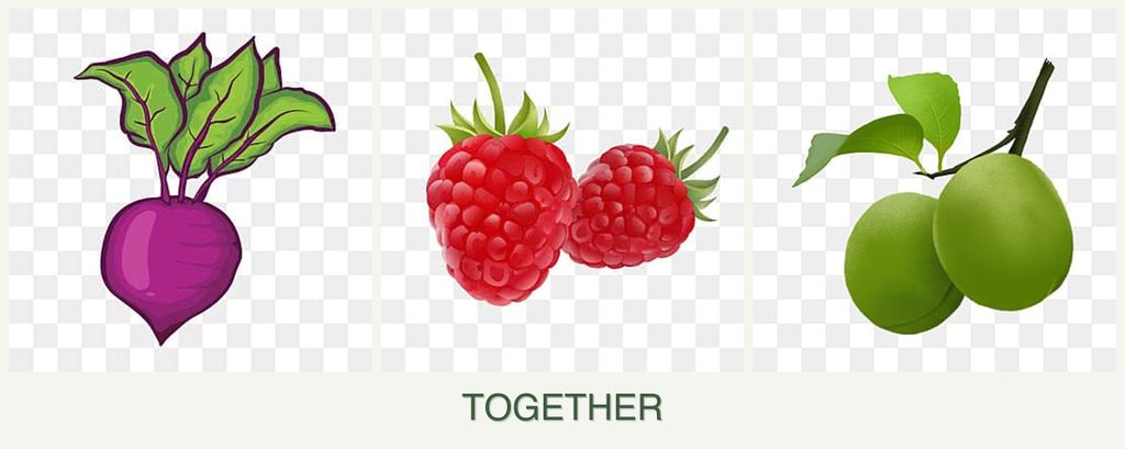 Can you plant beets, raspberries and plums together?