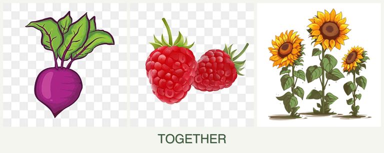 Can you plant beets, raspberries and sunflowers together?