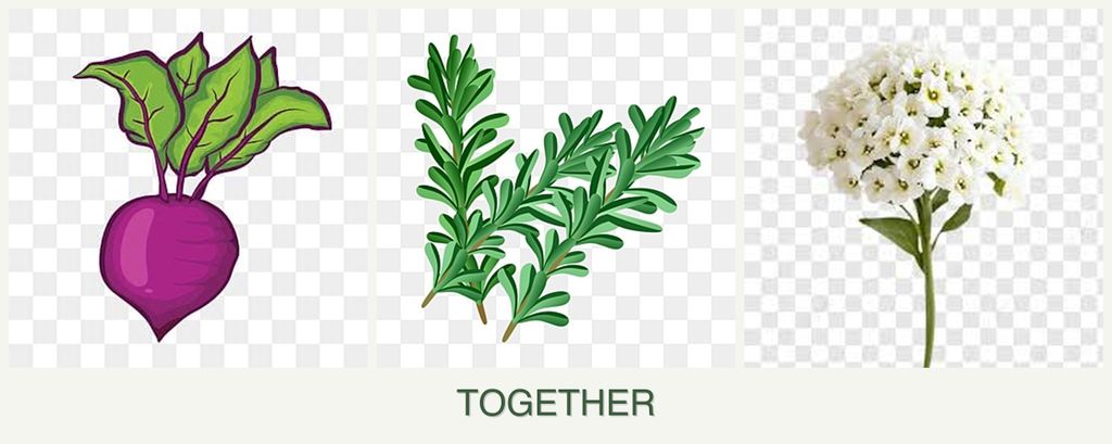 Can you plant beets, rosemary and alyssum together?