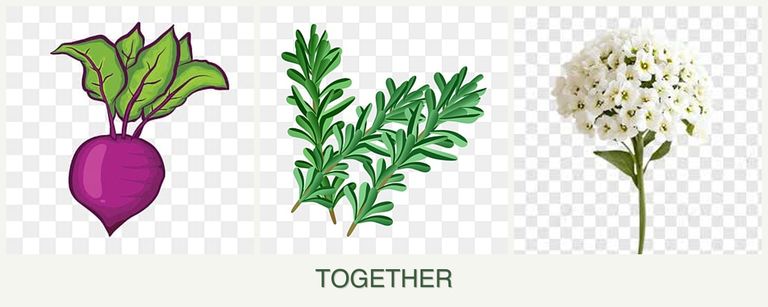 Can you plant beets, rosemary and alyssum together?