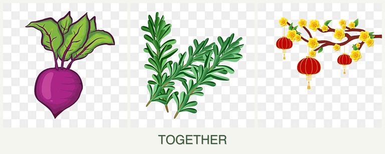 Can you plant beets, rosemary and apricots together?